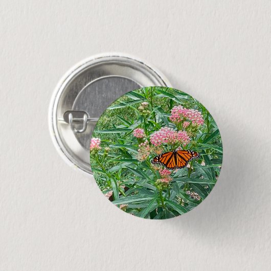 Monarch Butterfly über die Milkweed Button (Vorne & Hinten)