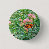 Monarch Butterfly über die Milkweed Button (Vorderseite)