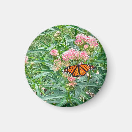 Monarch Butterfly über die Milkweed Magnet
