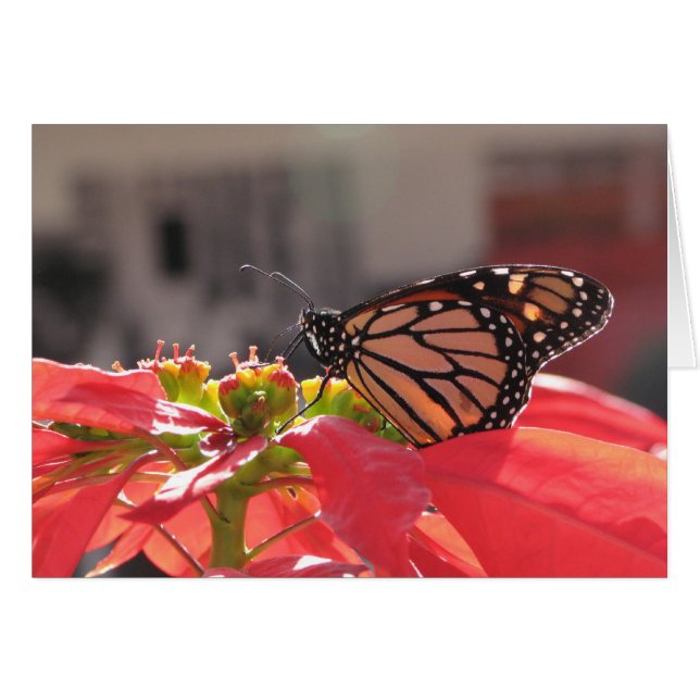 Monarch Butterfly über Poinsettia (Vorderseite (Horizontal))
