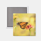 Monarch Butterfly über Zinnia Magnet (Vorderseite/Rückseite)