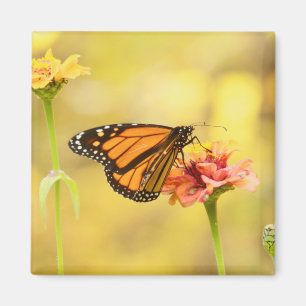 Monarch Butterfly über Zinnia Magnet