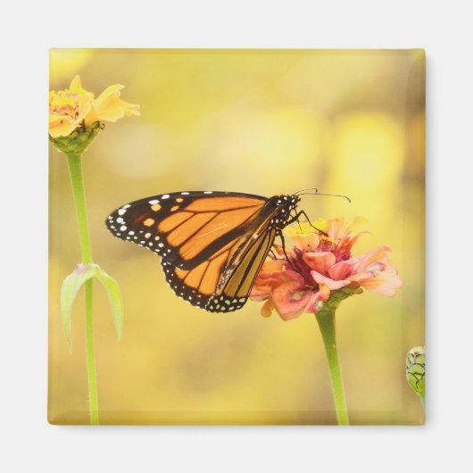 Monarch Butterfly über Zinnia Magnet (Vorne)
