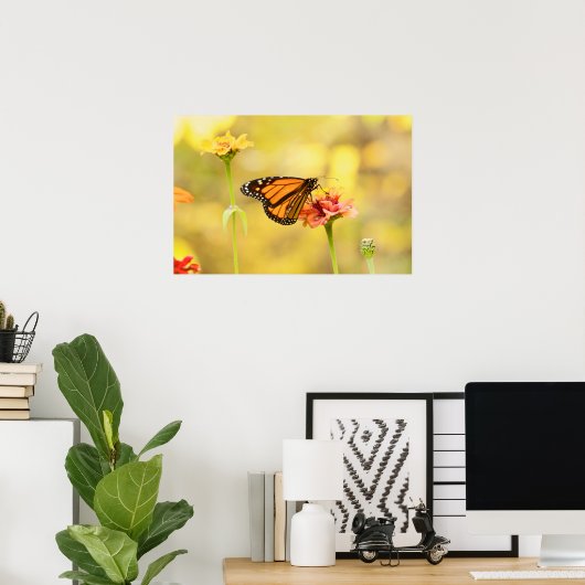 Monarch Butterfly über Zinnia Poster (Heimbüro)
