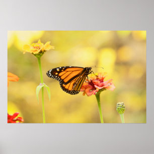 Monarch Butterfly über Zinnia Poster