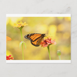 Monarch Butterfly über Zinnia Postkarte