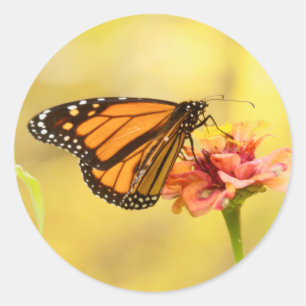 Monarch Butterfly über Zinnia Runder Aufkleber