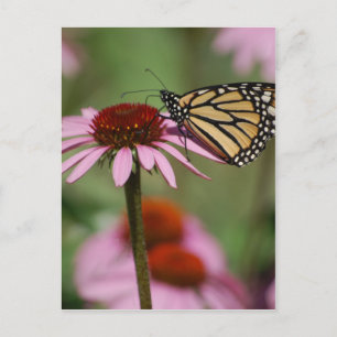 Monarch Butterfly und Black Mit Augen Susan Postkarte
