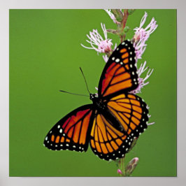 Monarch Butterfly und Blume auf dem grünen Platz Poster
