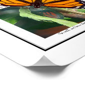 Monarch Butterfly und Chrysalis Art Poster (Ecke)