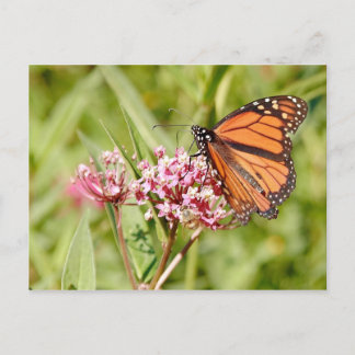 Monarch Butterfly und Freund Postkarte