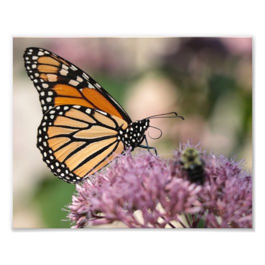 Monarch Butterfly und Hummel auf der Wildblume Fotodruck (Vorne)