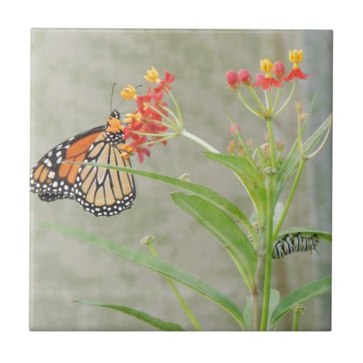 Monarch Butterfly und Raupe Fliese (Vorderseite)