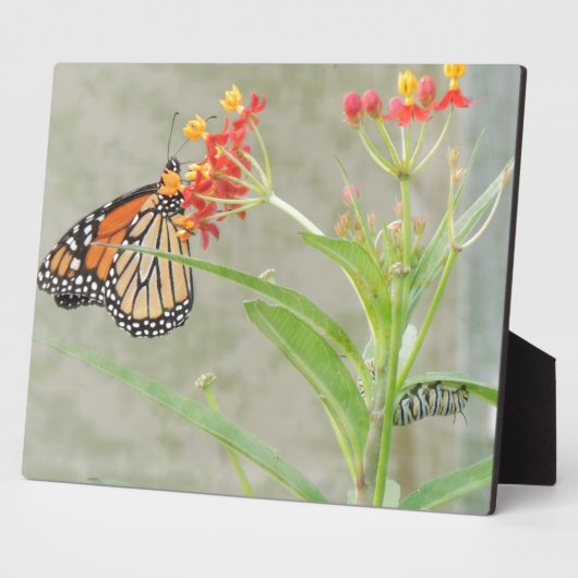 Monarch Butterfly und Raupe Fotoplatte (Seite)