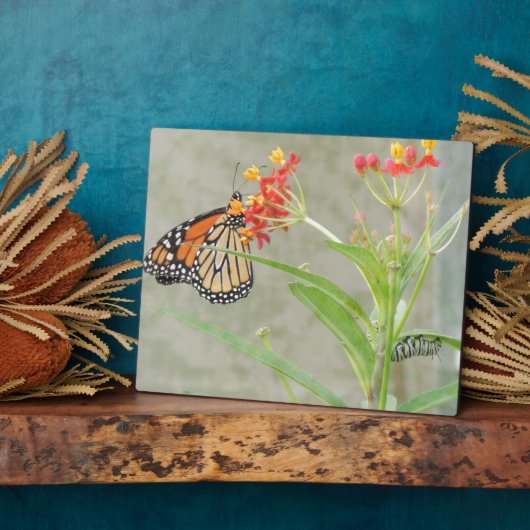 Monarch Butterfly und Raupe Fotoplatte (Seite)