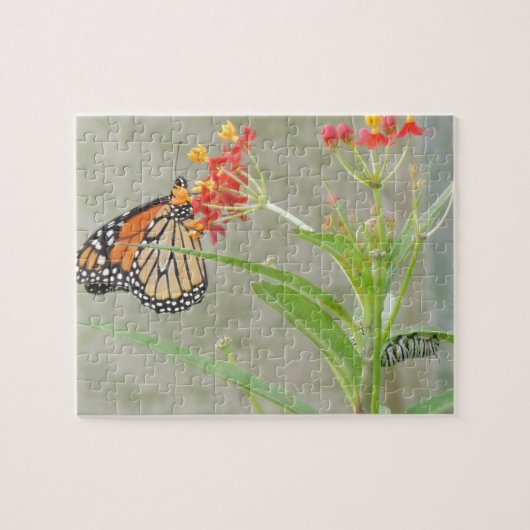 Monarch Butterfly und Raupe Puzzle (Horizontal)