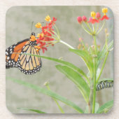 Monarch Butterfly und Raupe Untersetzer (Vorderseite)