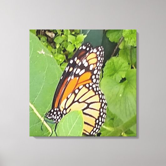 Monarch Butterfly Wrapped Canvas Leinwanddruck (Vorderseite)
