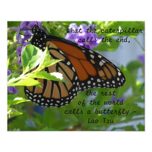 Monarch Butterfly Zitatposter Fotodruck (Vorne)