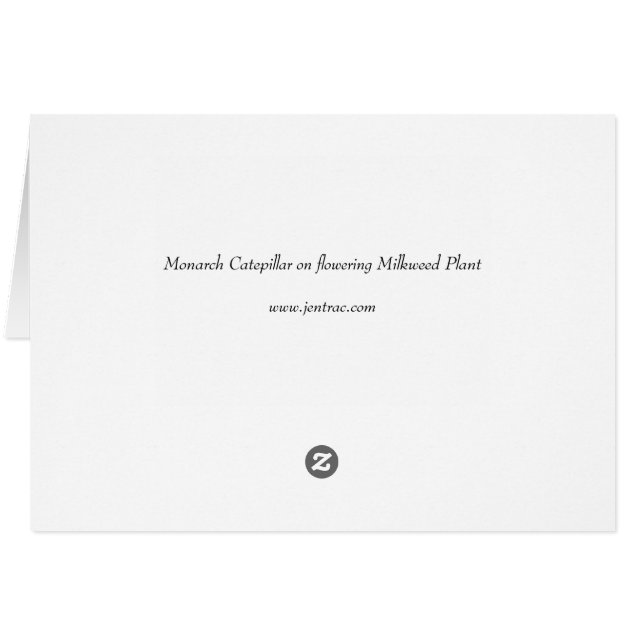 Monarch Catepillaar über die blühende Milchweh-Pfl (Rückseite Horizontal)