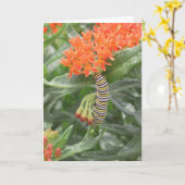 Monarch Catterpillar auf Schmetterlings-Unkraut Karte (Gelbe Blume)
