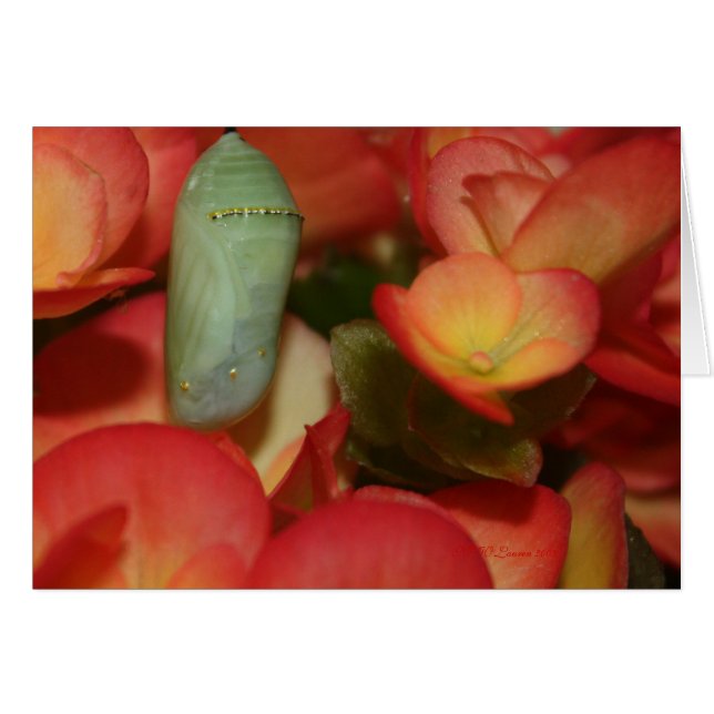 Monarch Chrysalis (Vorderseite (Horizontal))