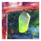 Monarch Chrysalis 2018 - Foto Print (Vorne)
