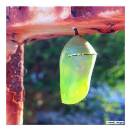 Monarch Chrysalis 2018 - Foto Print