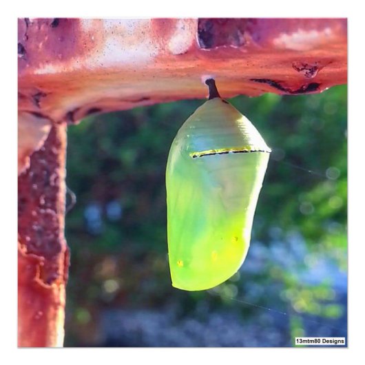 Monarch Chrysalis 2018 - Foto Print (Vorne)