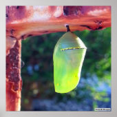 Monarch Chrysalis 2018 - Poster (Vorne)