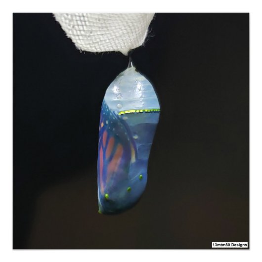 Monarch Chrysalis 2022 - Foto Print (Vorne)