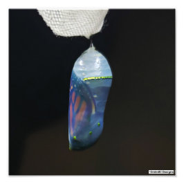 Monarch Chrysalis 2022 - Foto Print