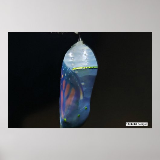 Monarch Chrysalis 2022 - Poster (Vorne)