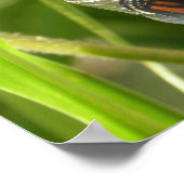 Monarch_Chrysalis_P9120583_ocpyrt Poster (Ecke)