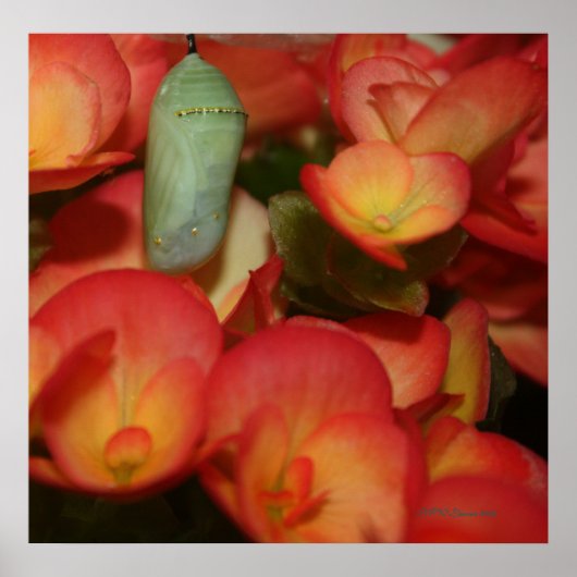 Monarch Chrysalis Poster (Vorne)