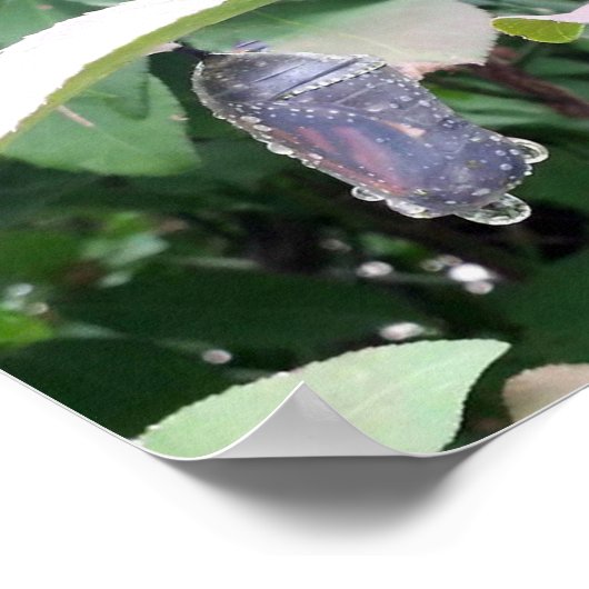 Monarch Chrysalis Poster (Ecke)
