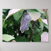 Monarch Chrysalis Poster (Vorne)