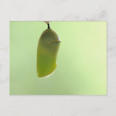 Monarch Chrysalis Postkarte (Vorderseite)