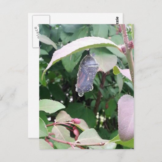 Monarch Chrysalis Postkarte (Vorne/Hinten)