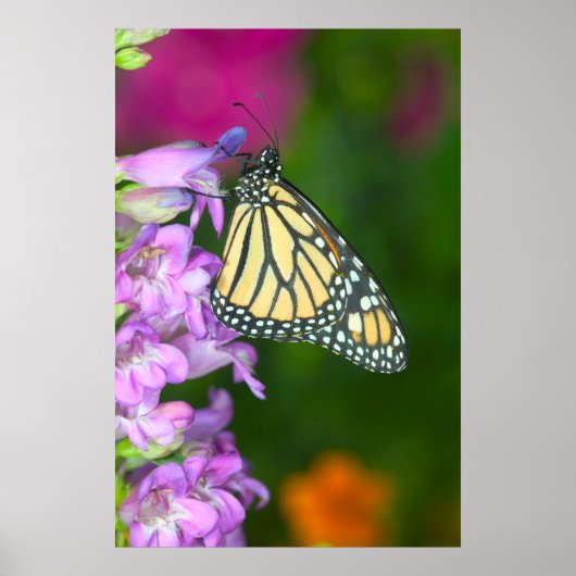 Monarch | Danaus Plexippus Poster (Vorne)