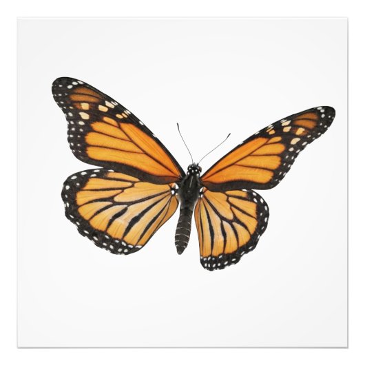 Monarch Drift Fotodruck (Vorne)