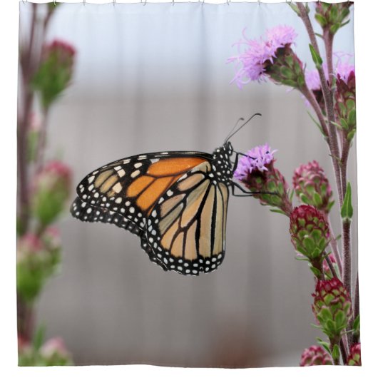 Monarch Duschvorhang (Vorderseite)