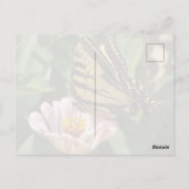 Monarch-Falter Postkarte (Rückseite)