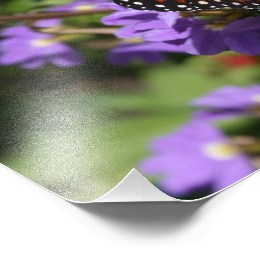 Monarch Fotodruck (Ecke)