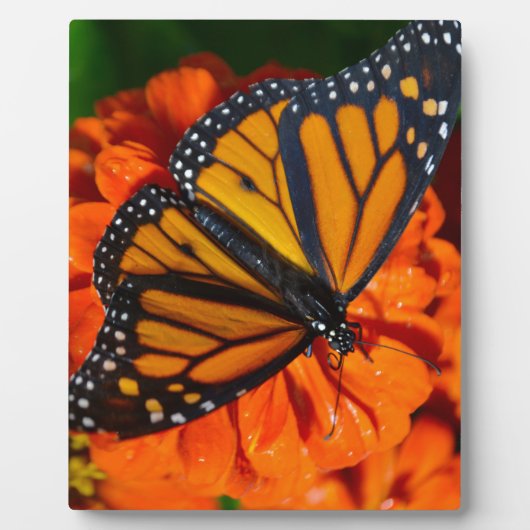 Monarch Fotoplatte (Vorderseite)
