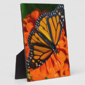 Monarch Fotoplatte (Seite)