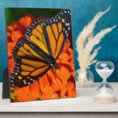 Monarch Fotoplatte (Seite)