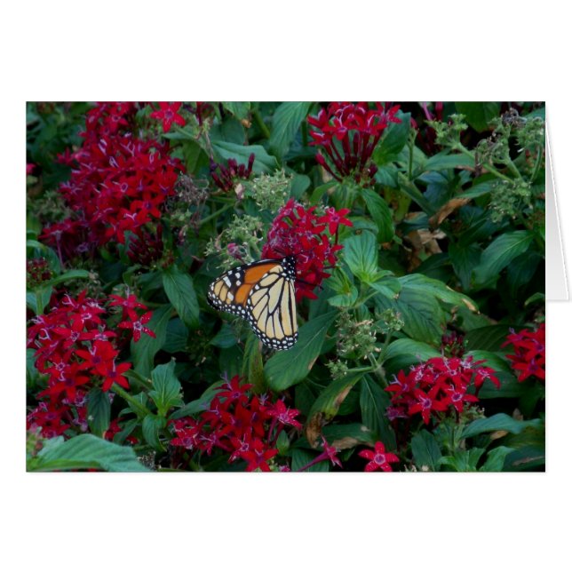Monarch in der Bewegung (Vorderseite (Horizontal))