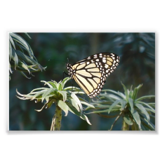 Monarch in Warten Fotodruck (Vorne)