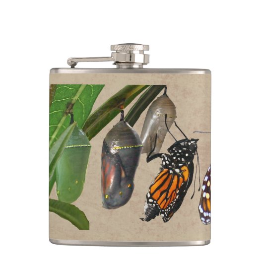 MONARCH-LEBENSZYKLUS FLACHMANN (Vorderseite)